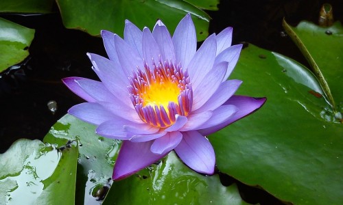 圣原九清温通多少钱-圣原九清的作用、九清温通按摩膏功效用法 -圣原九清温通按摩膏功效网